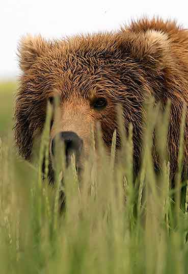 Discovery: Among Wild Predators With Wildlife Filmmaker Casey Anderson
