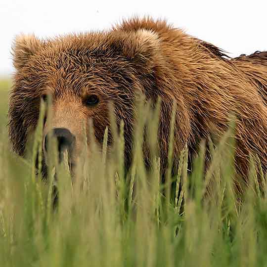 Discovery: Among Wild Predators With Wildlife Filmmaker Casey Anderson